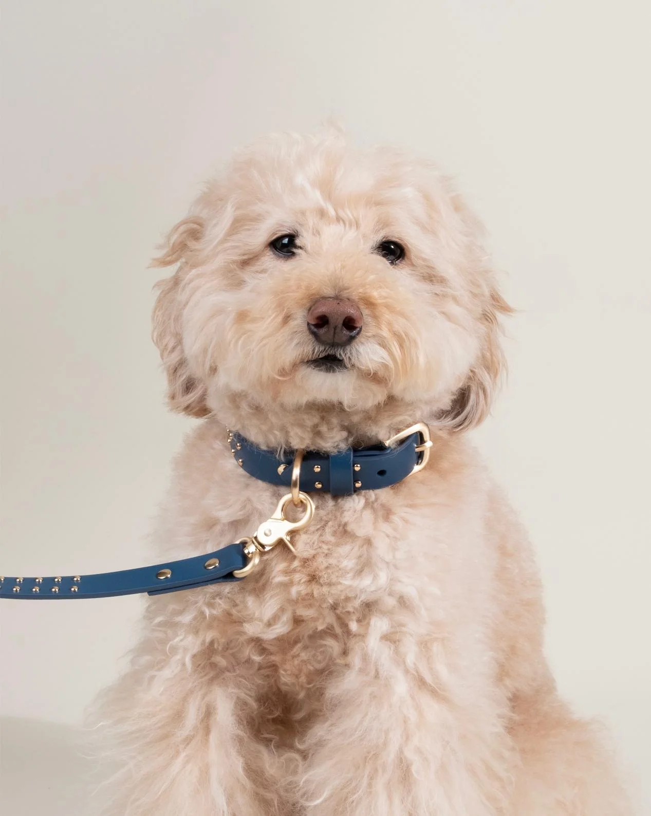 What a Stud Anchor Blue Leather Dog Collar - Image 4