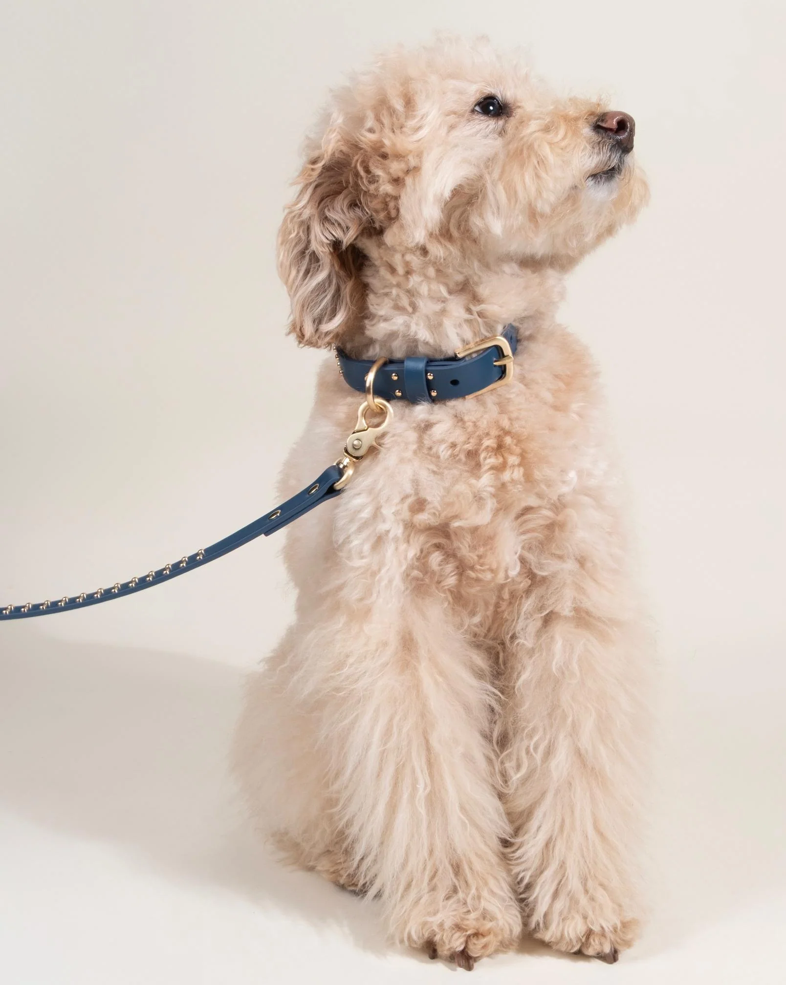 What a Stud Anchor Blue Leather Dog Collar - Image 7