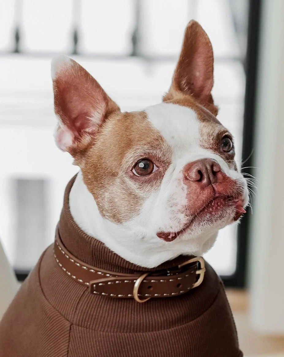 Take the Lead Tan Leather Walk Kit, Collar + Leash - Image 2
