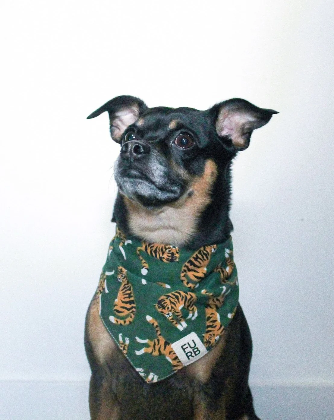 El Tigre Green Print Dog Bandana - Image 6