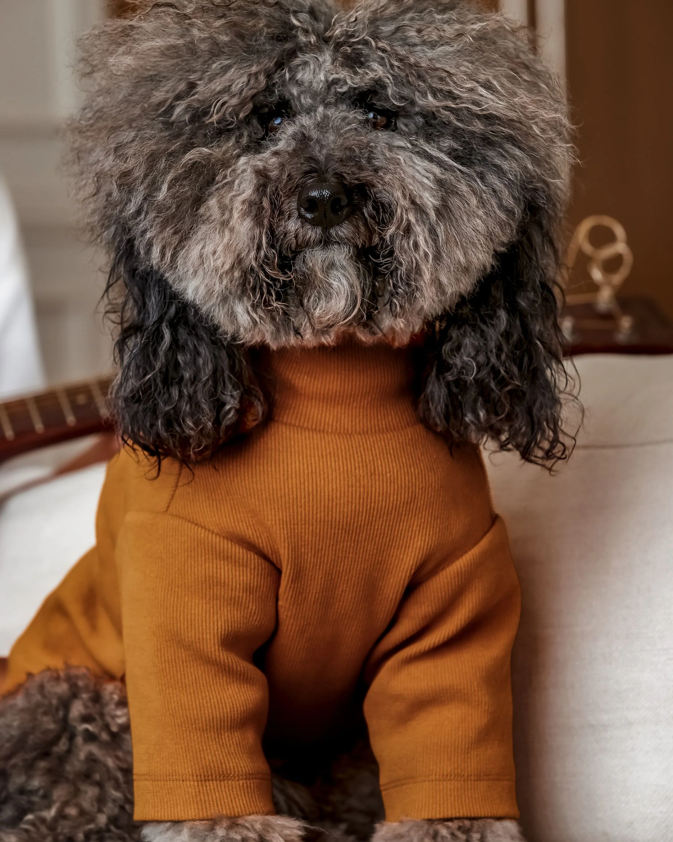 Halifax Goldenrod Ribbed Dog Turtleneck - Image 4