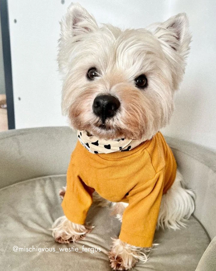 Halifax Goldenrod Ribbed Dog Turtleneck - Image 8