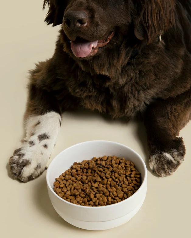 Little Foodie White Dog Bowl - Image 3