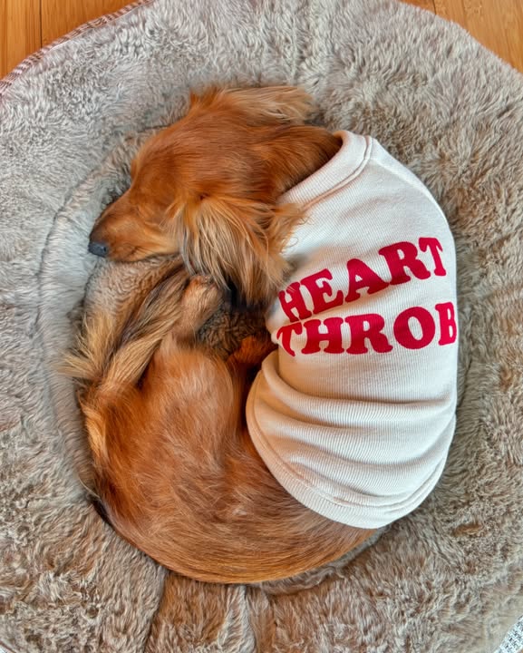 Heart Throb Dog Sweatshirt - Image 2