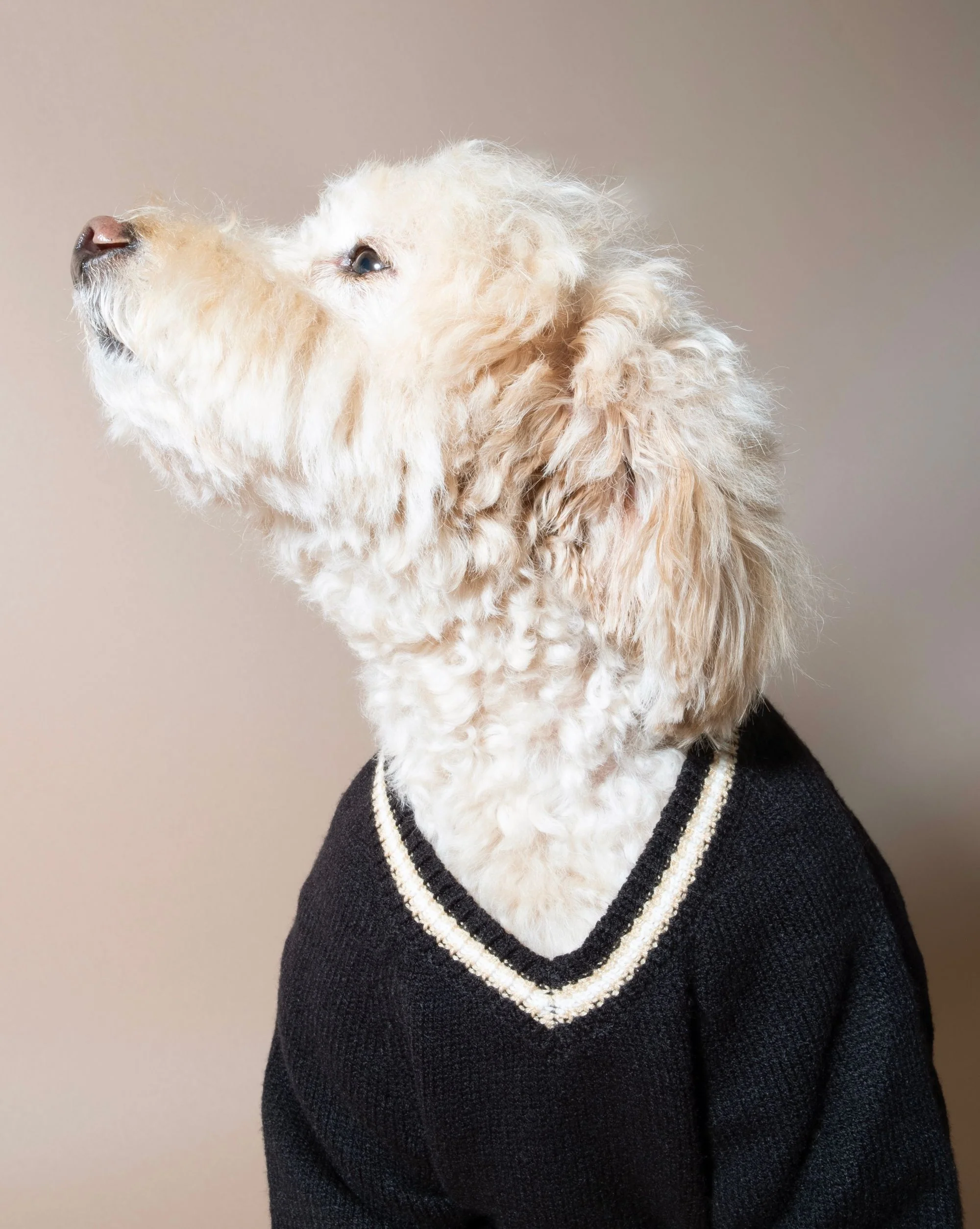 Ivy League Black V-Neck Sweater - Image 9