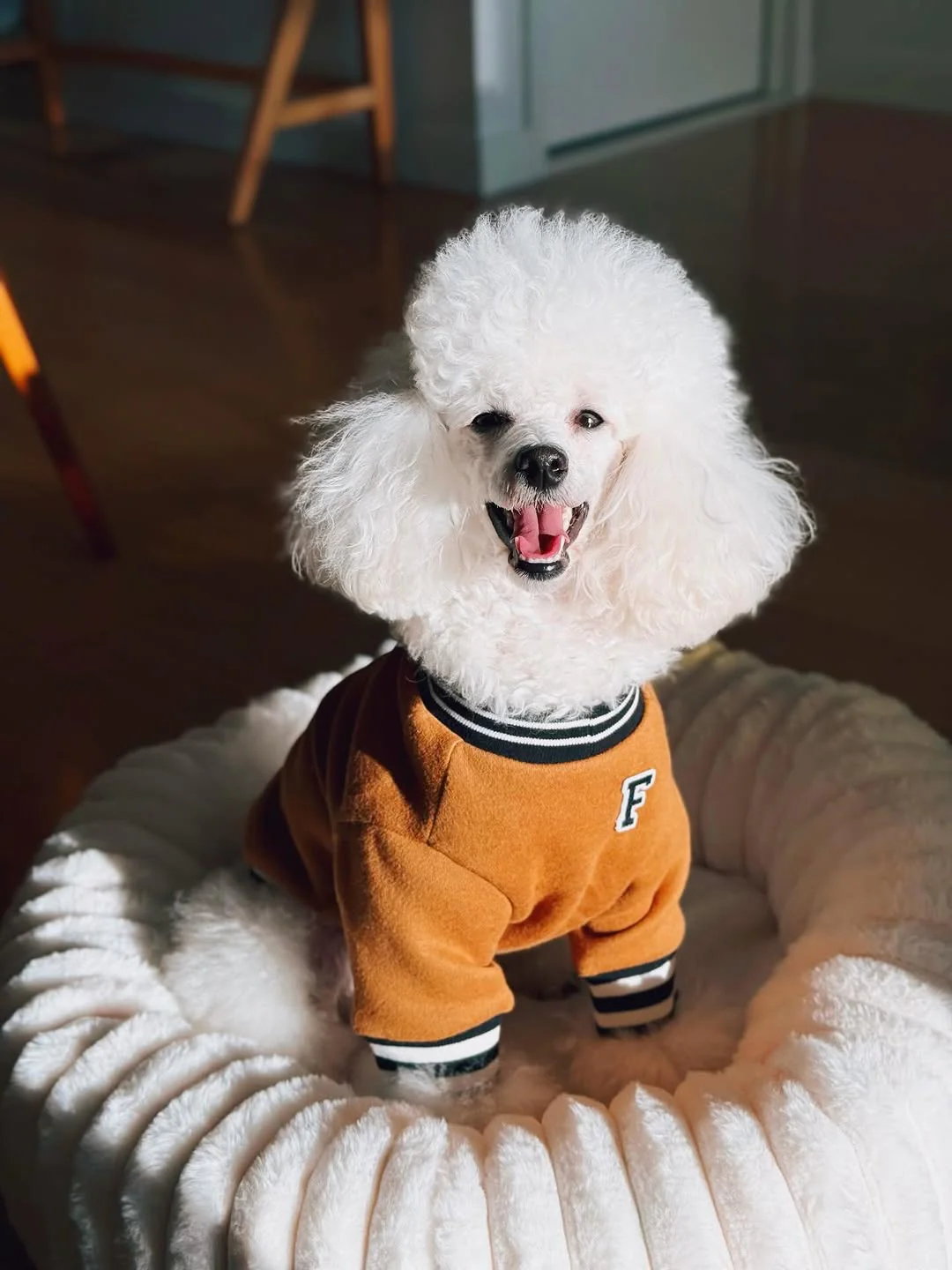 FURB University Brown Sweatshirt - Image 9