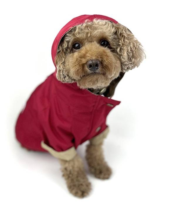 Rainy Day Red Dog Raincoat