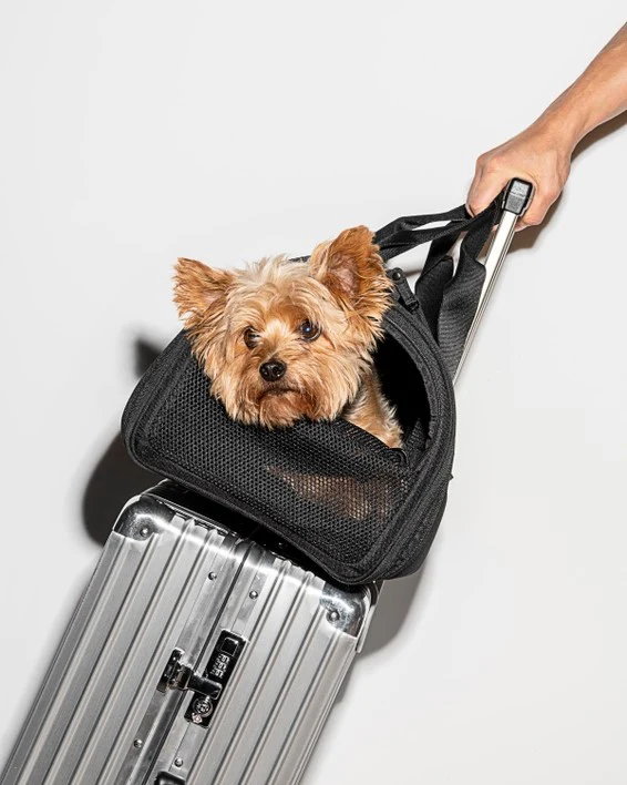 Wild One Travel Carrier Black - Image 2