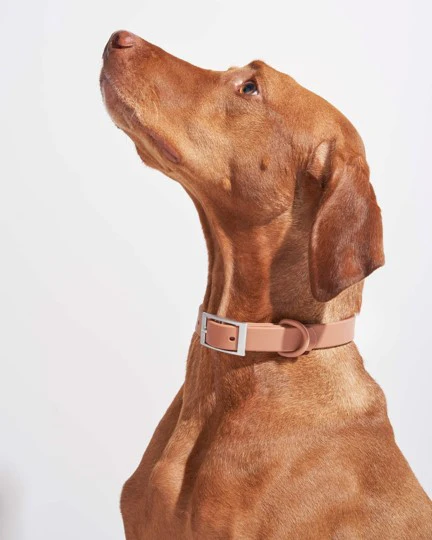 Wild One Cocoa Dog Collar - Image 3
