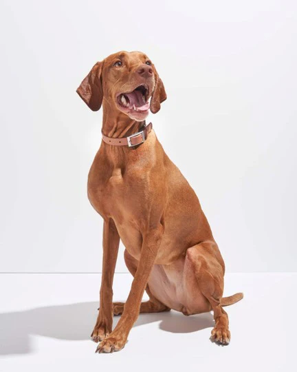 Wild One Cocoa Dog Collar - Image 5