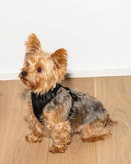 Wild One Black Dog Harness - Image 2