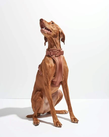 Wild One Cocoa Dog Harness - Image 5