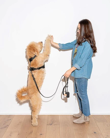 Wild One Black Dog Leash - Image 3
