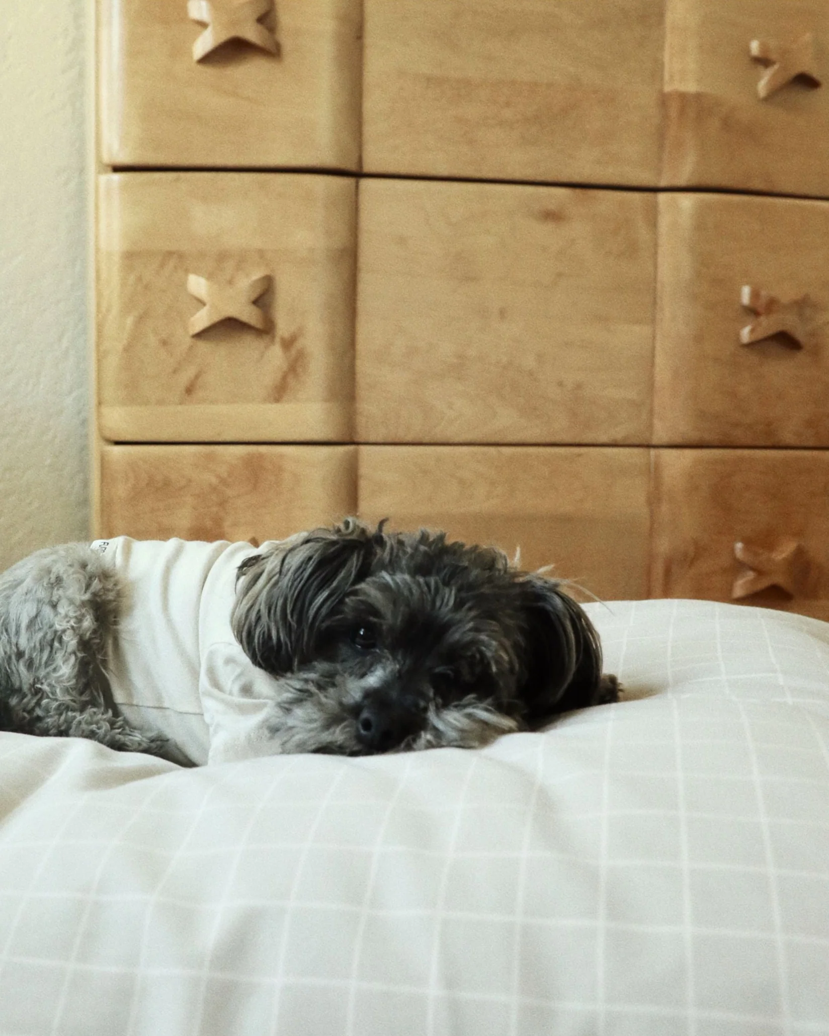 Hampton Tan Windowpane Dog Bed - Image 3
