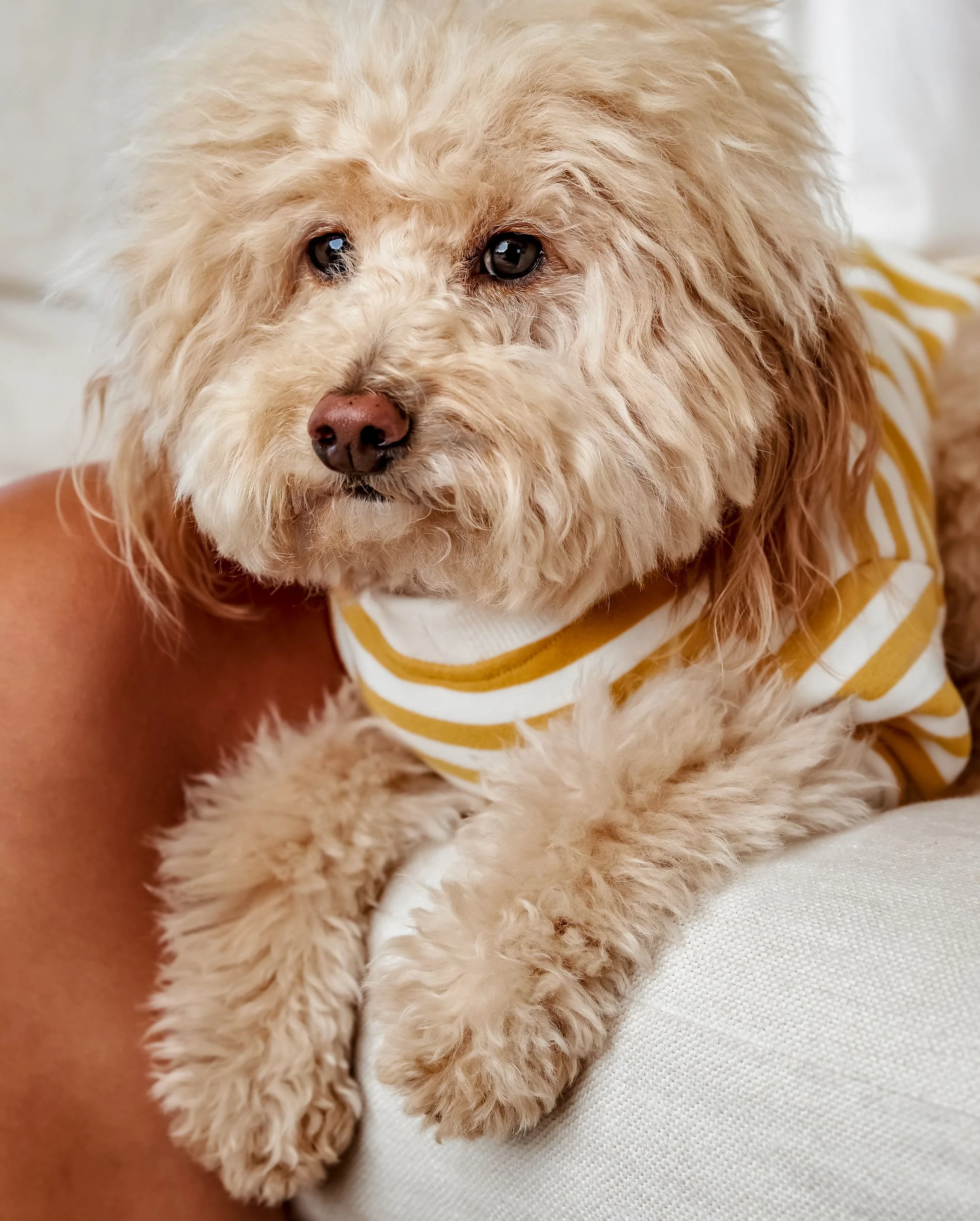 Camden Goldenrod Striped Dog Sweatshirt - Image 8