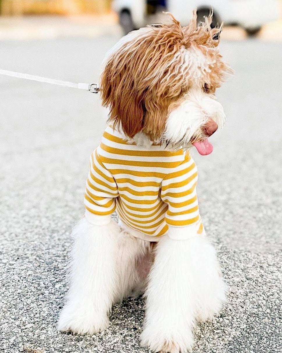 Camden Goldenrod Striped Dog Sweatshirt - Image 9