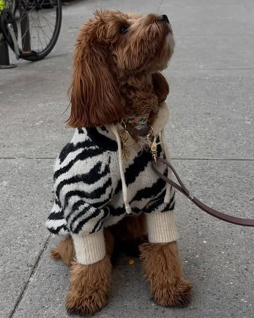 Milan Zebra Print Dog Hoodie