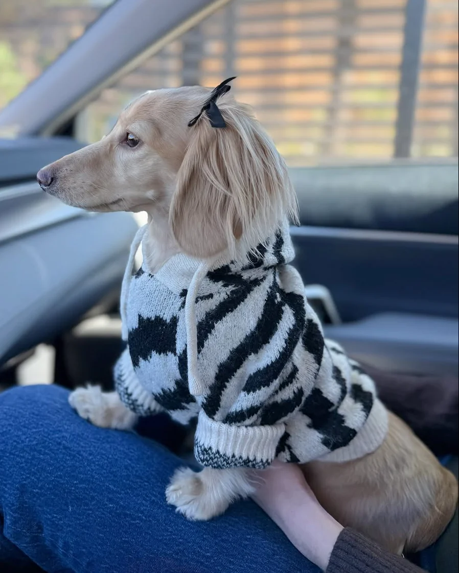Milan Zebra Print Dog Hoodie - Image 3
